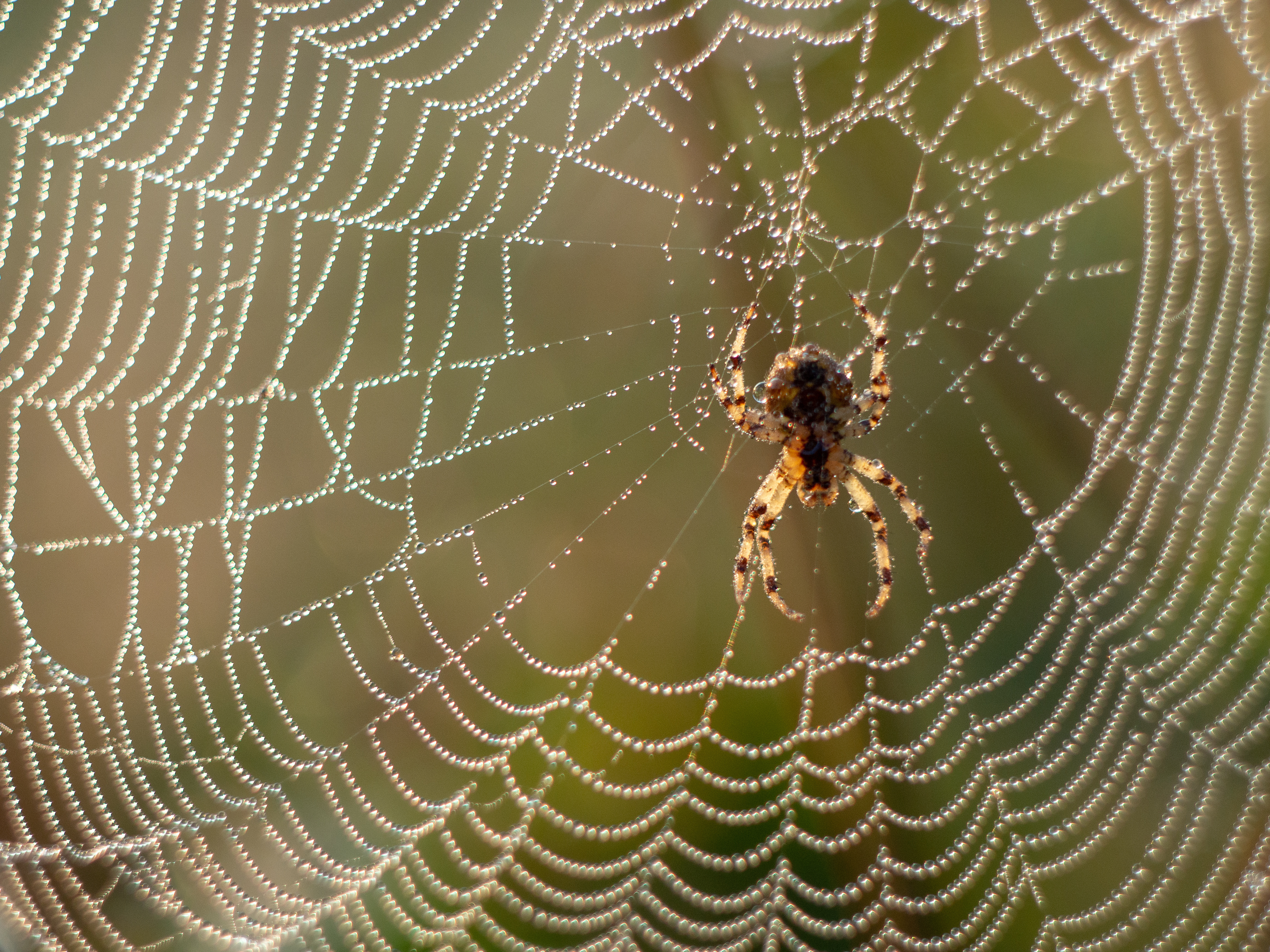 Spider Treatments | Amarco | Exterior Property Cleaning & Maintenance